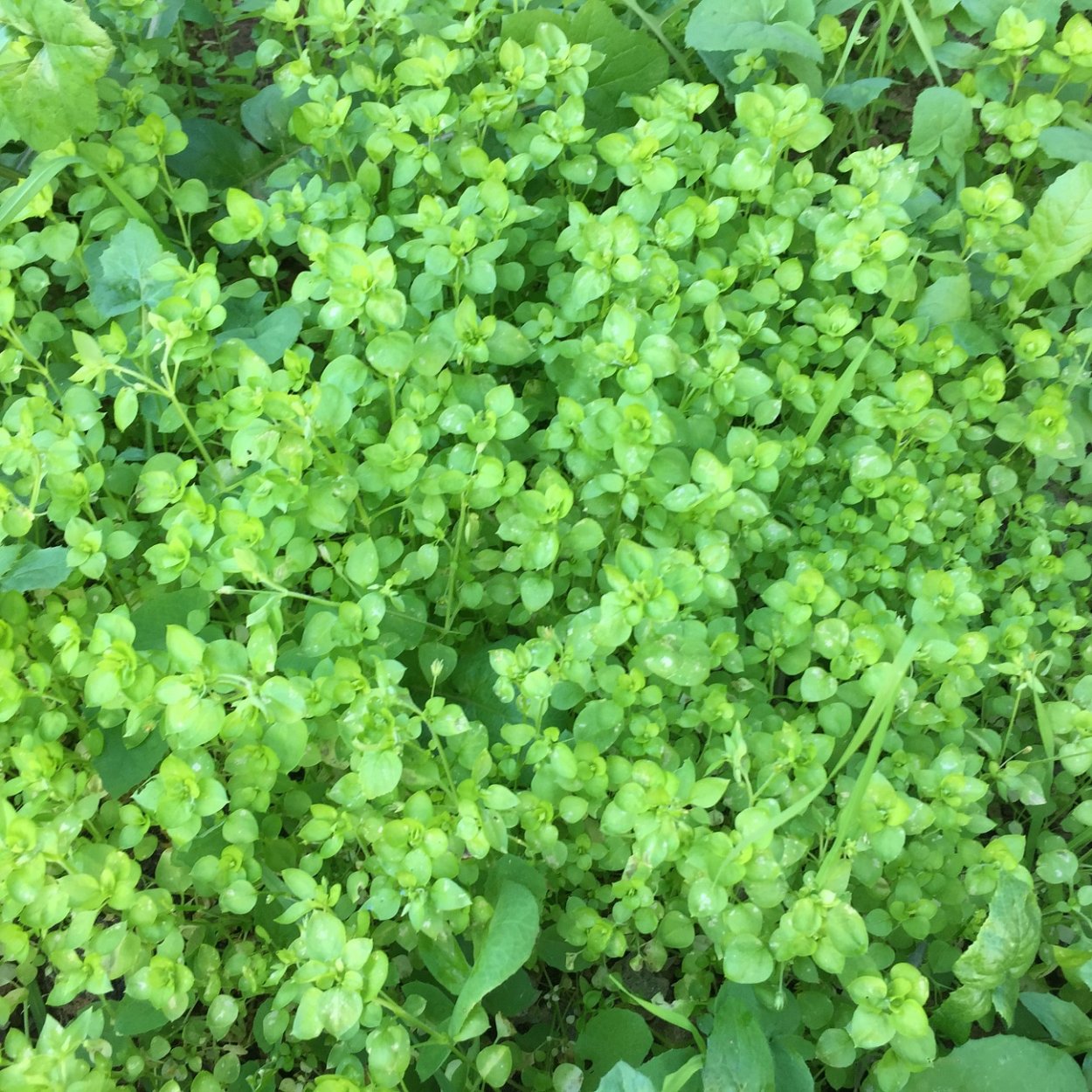 Джим джилим трава