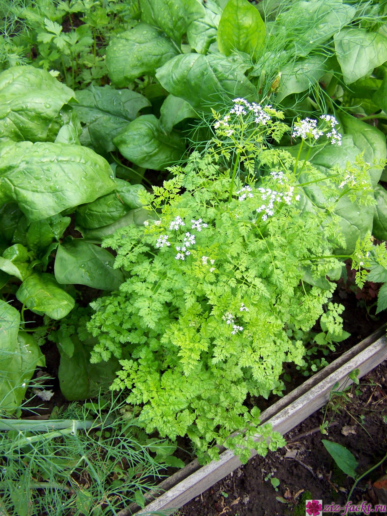 Кервель ажурный ( Anthriscus cerefolium)