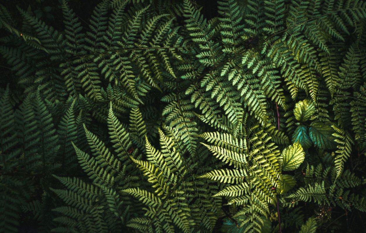 Папоротники лианы