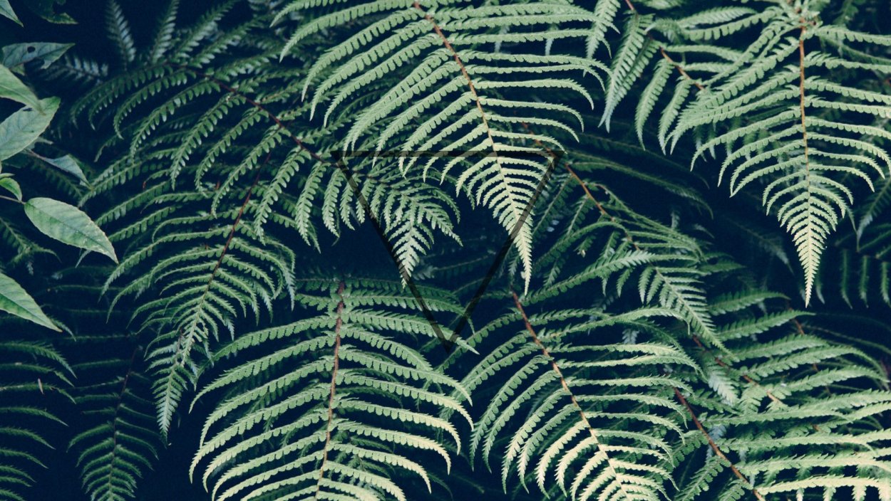 Лист папоротника текстура