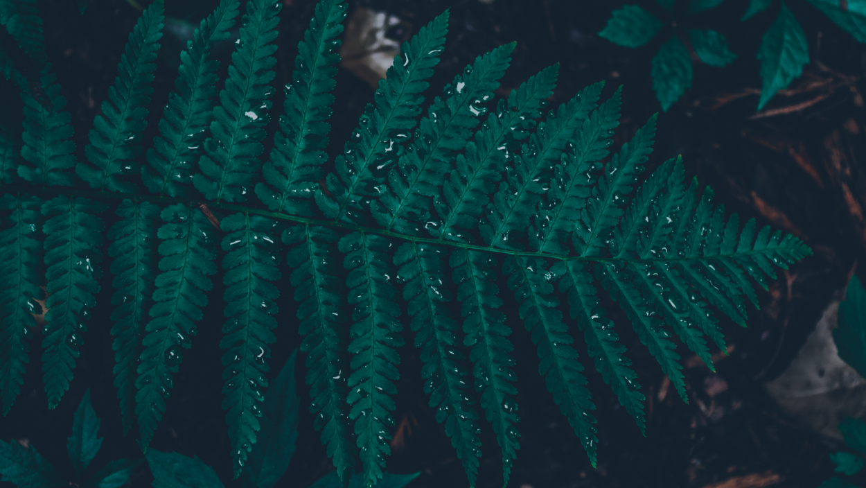 Джунглевый папоротник