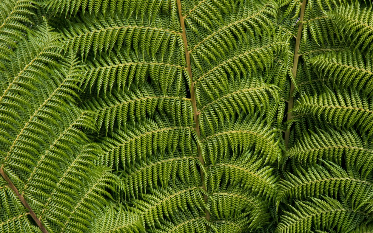 Папоротник макротелиптерис Торреса