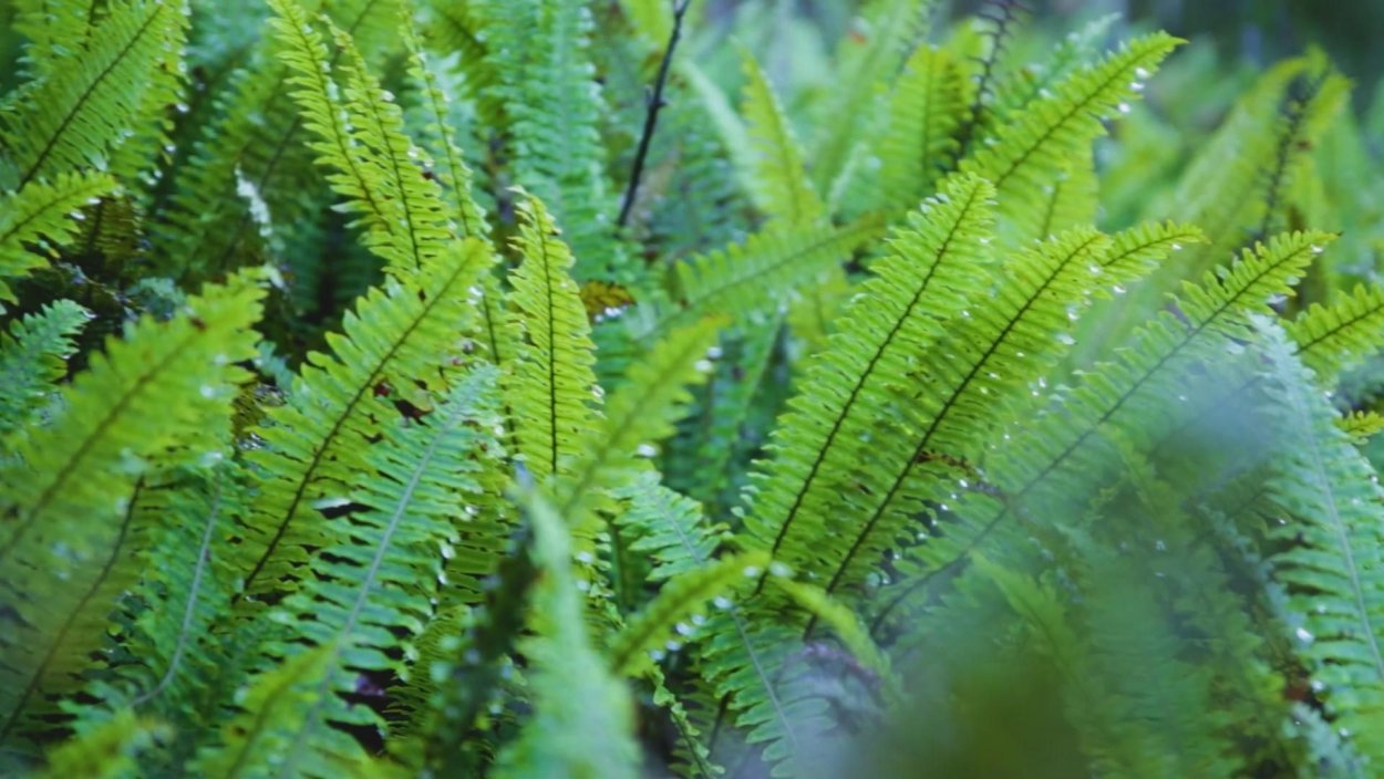 Папоротник мохнатый