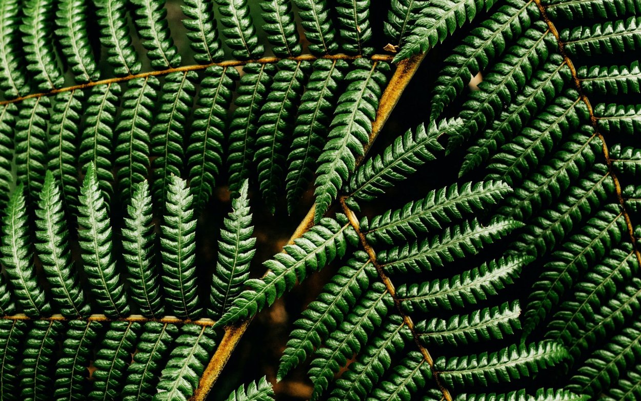 Папоротник на берегу