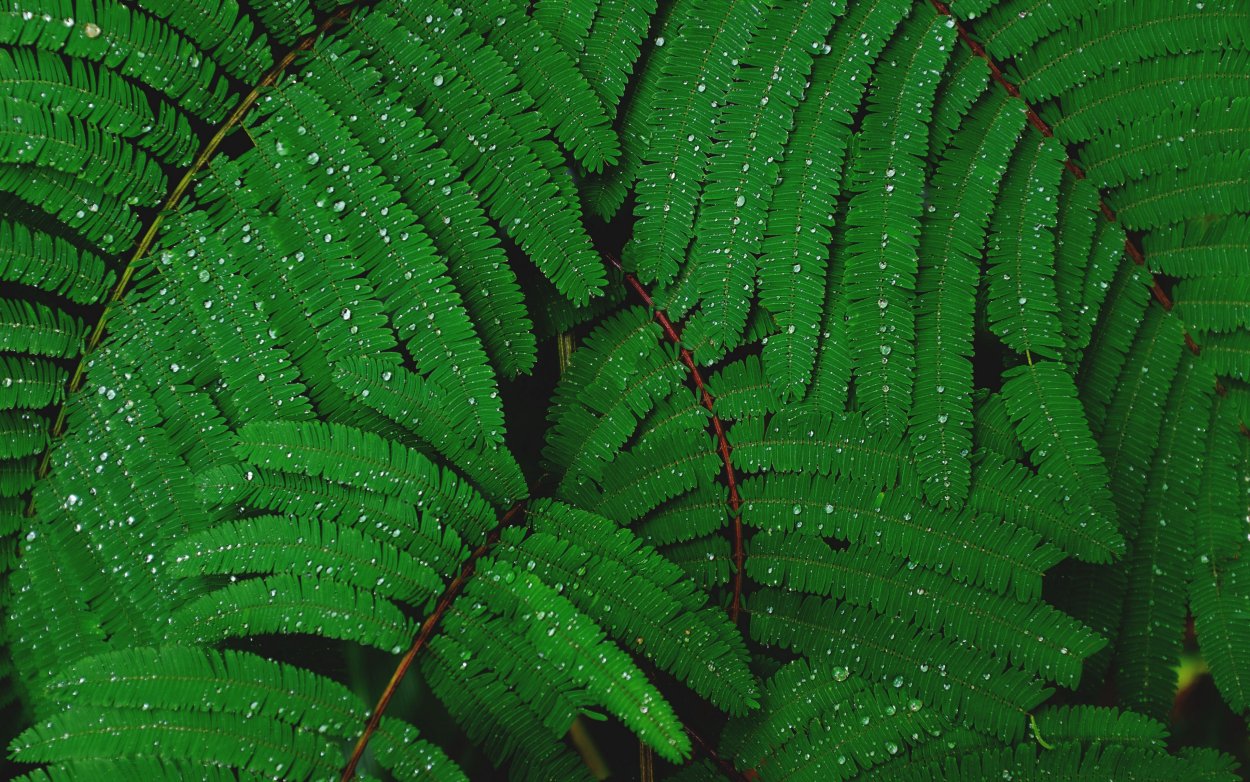 Австралийский папоротник