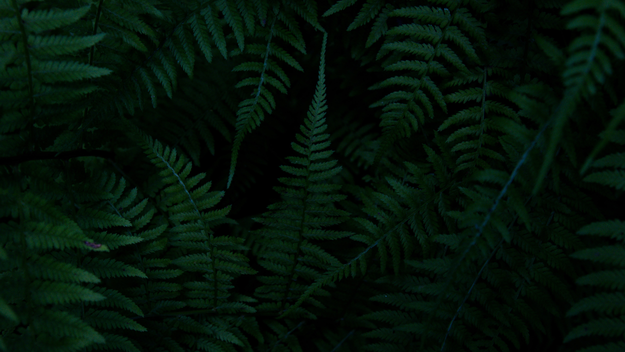 Папоротник puk1001