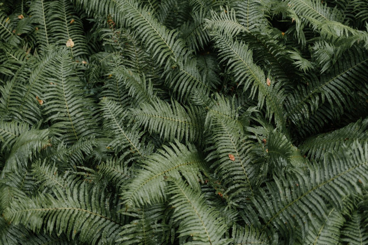 Фрактал папоротник