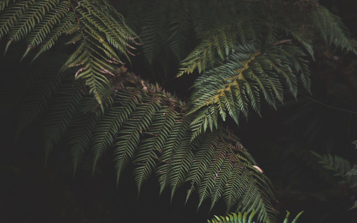 Обои папоротник