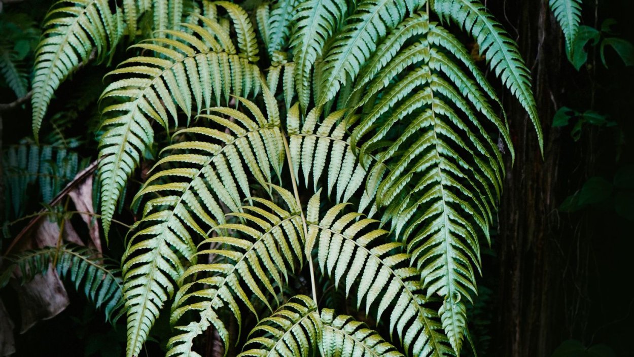 Ветка папоротника