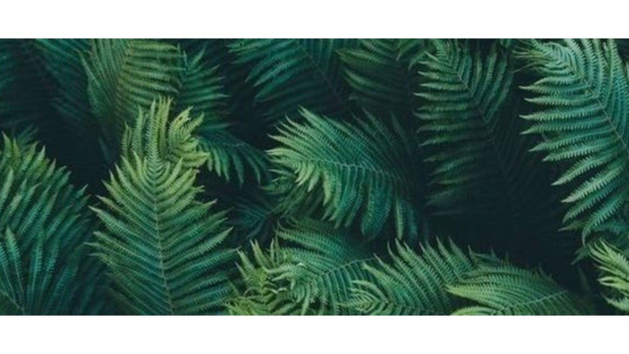 Листья папоротника Эстетика