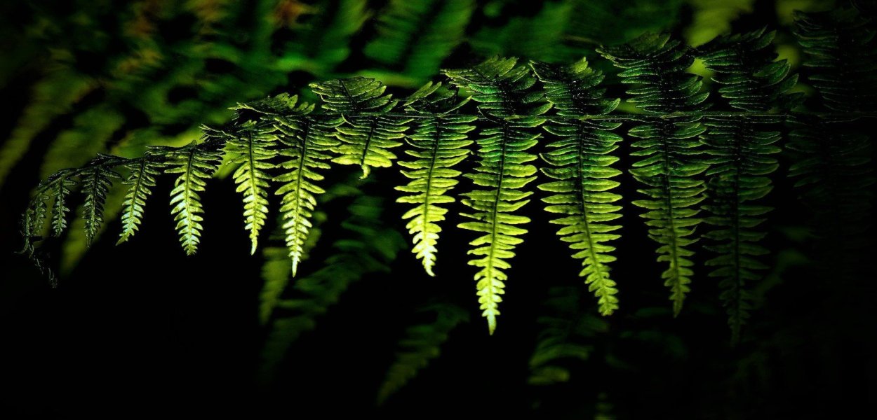 Шаблон папоротника из тропического леса