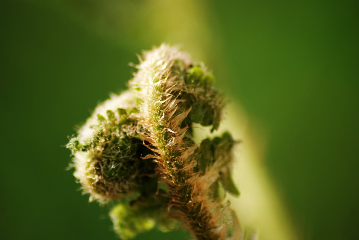 Лист папоротника текстура