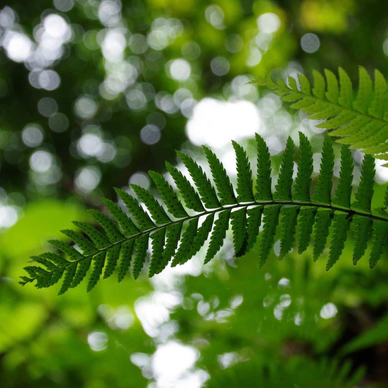 Железный папоротник