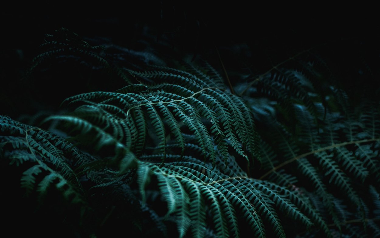 Папоротник Геншин