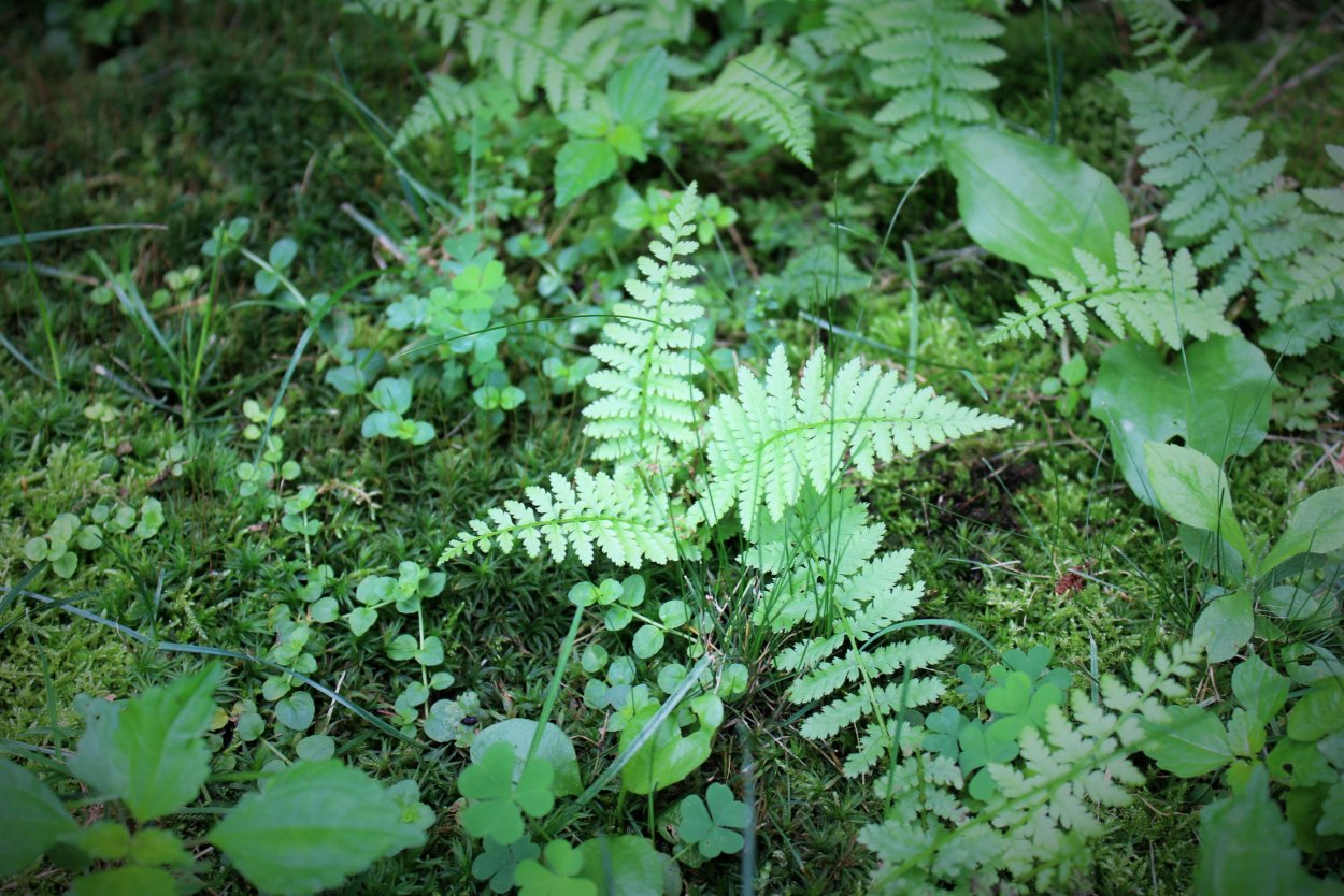 Папоротник в Удмуртии