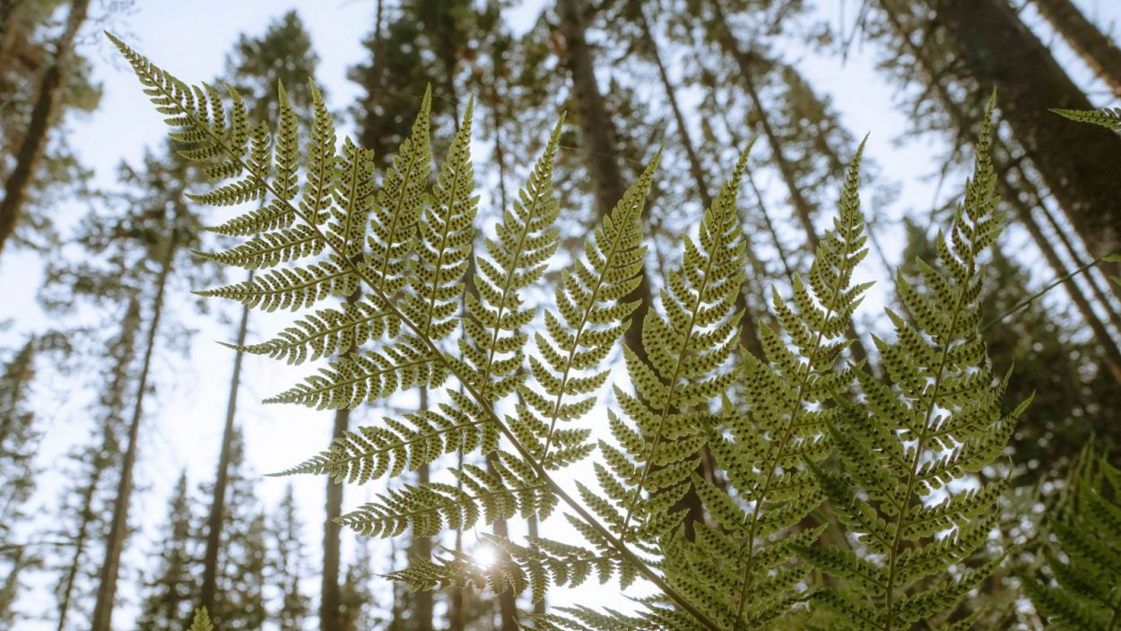 Папоротник Паршеман