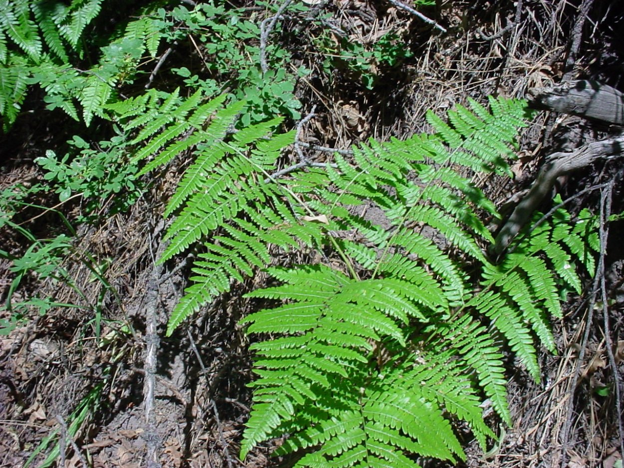 Щитовник скальный