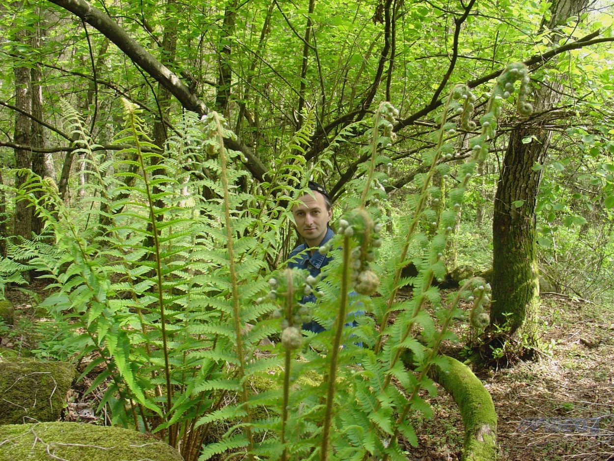 Гроздовник виргинский – Botrychium virginianum (l.) SW.