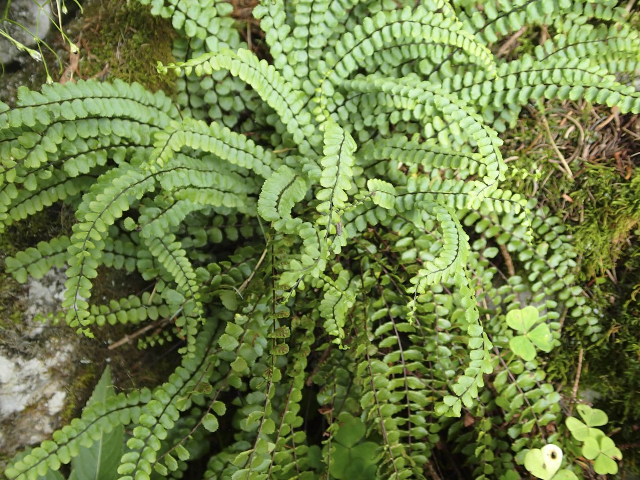 Папоротник Геншин