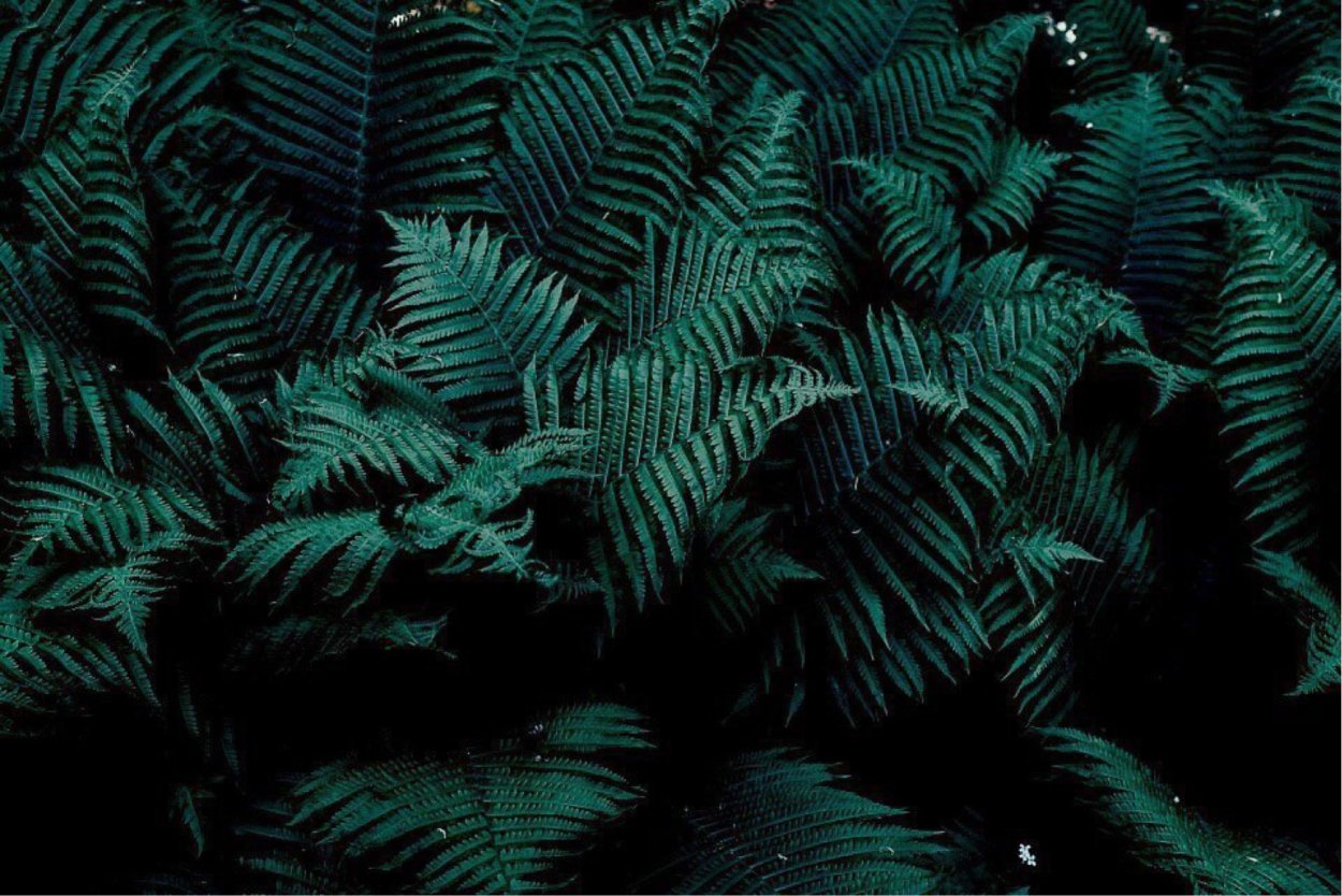 Долину папоротников Сочи