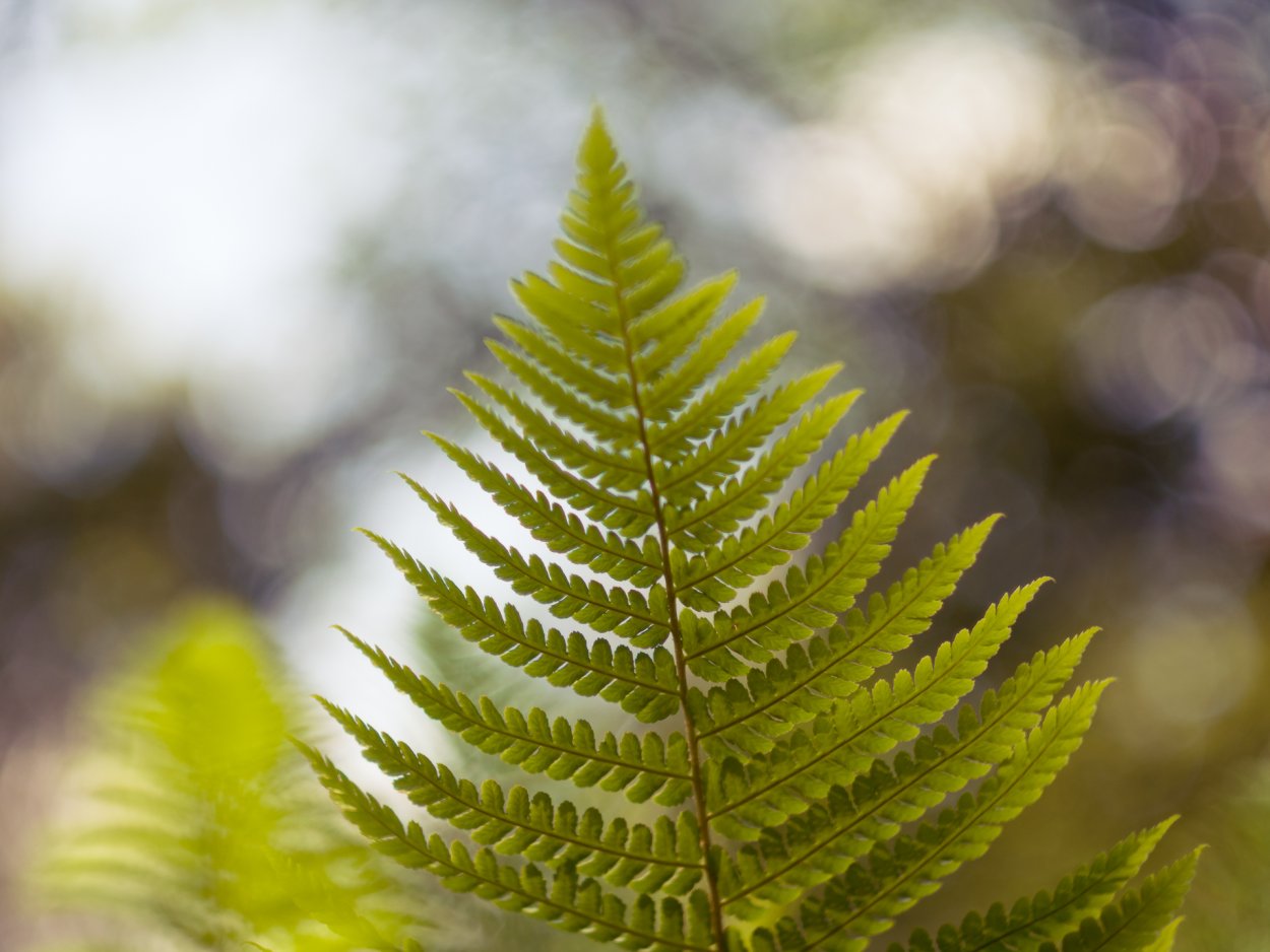 Щитовник гребенчатый - dryopteris cristata