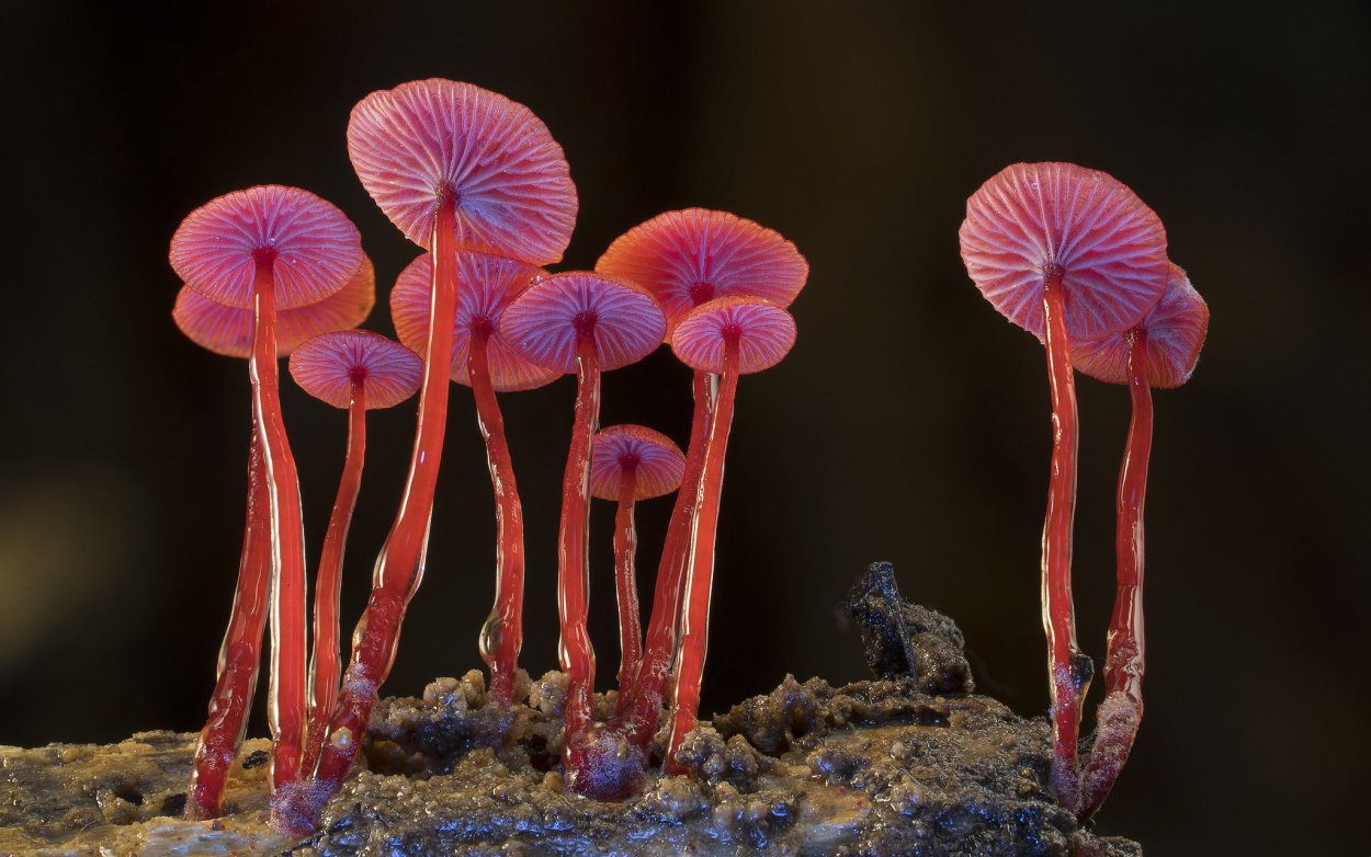 Гриб Mycena viscidocruenta