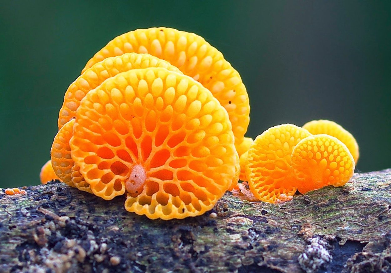 Грибы Favolaschia Calocera.