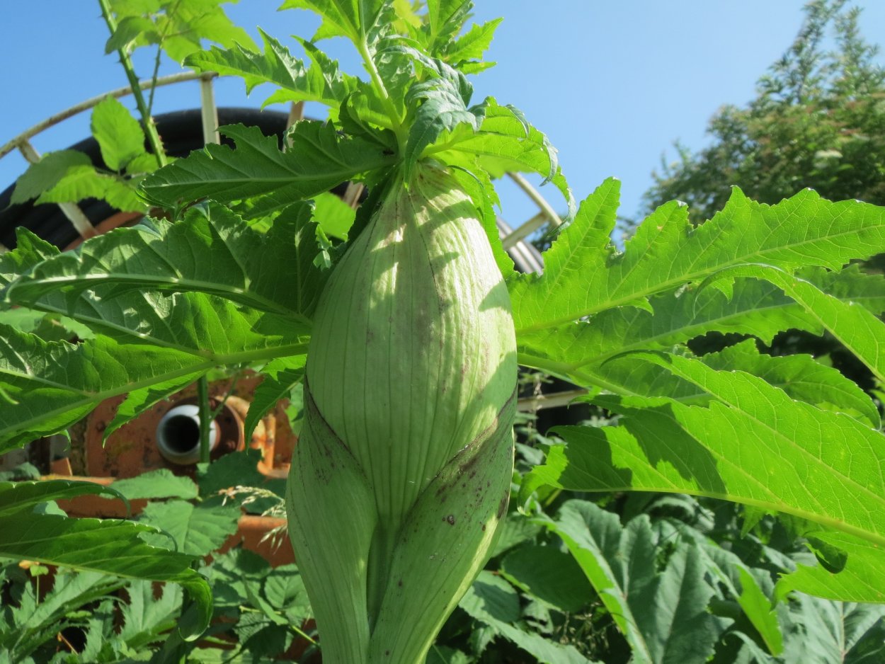 Борщевик листья