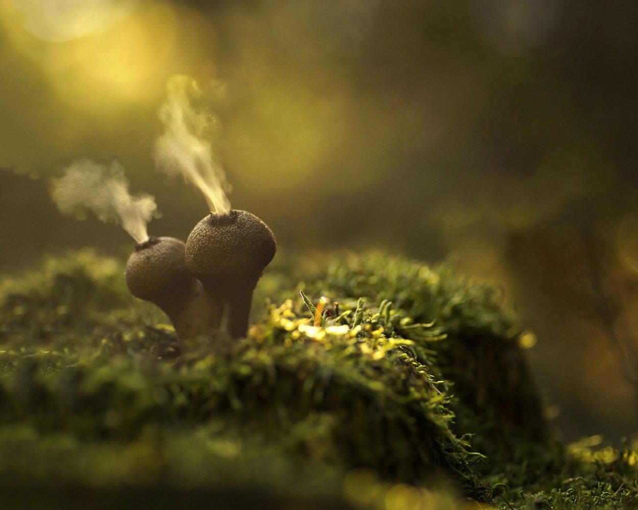 Лерациомицес (leratiomyces)