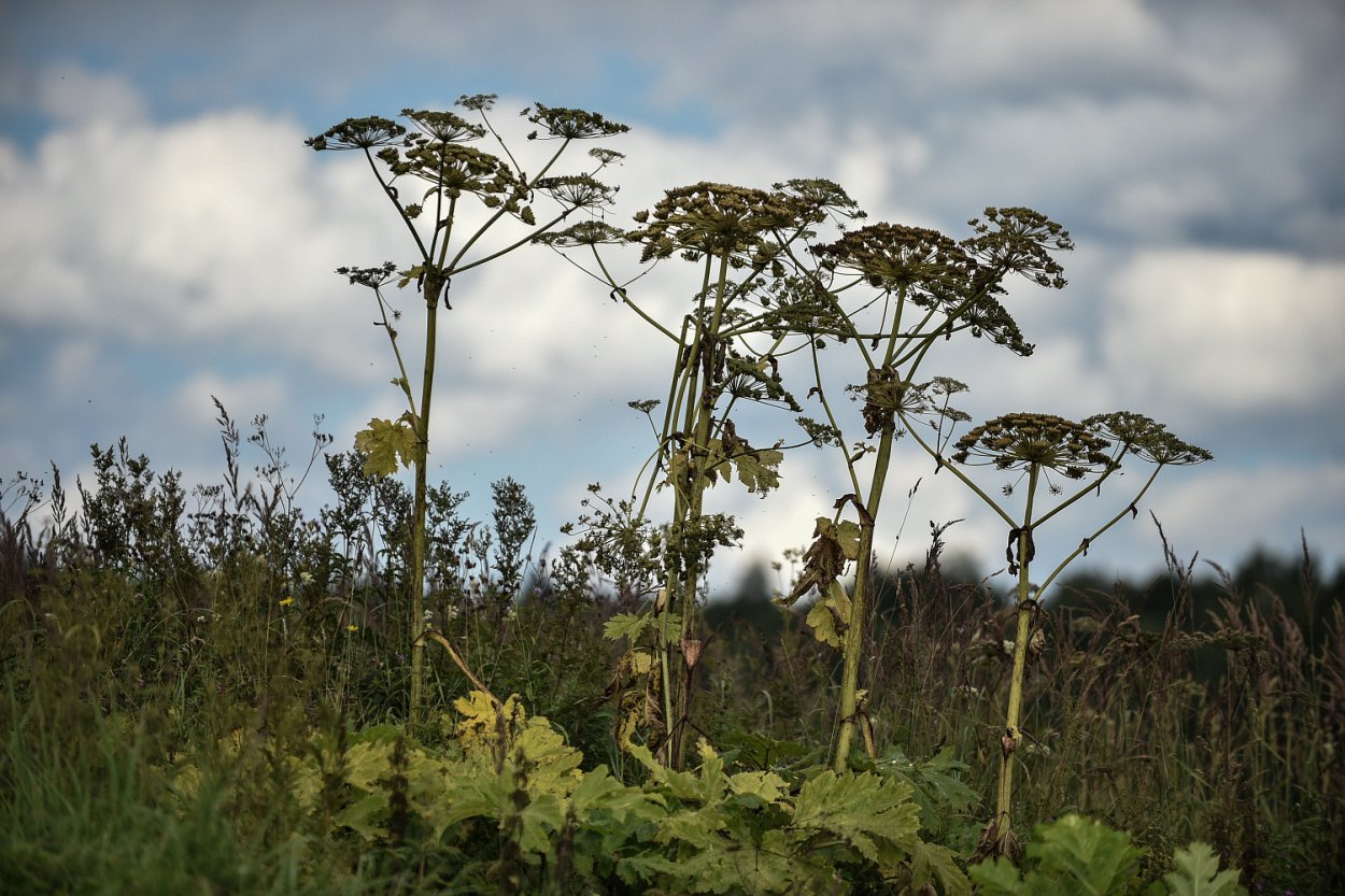 Балтырган трава