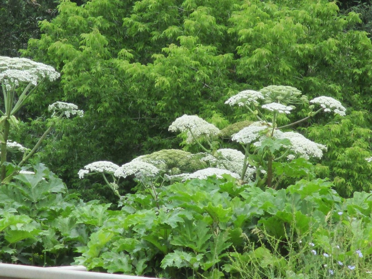 Борщевик и лопух