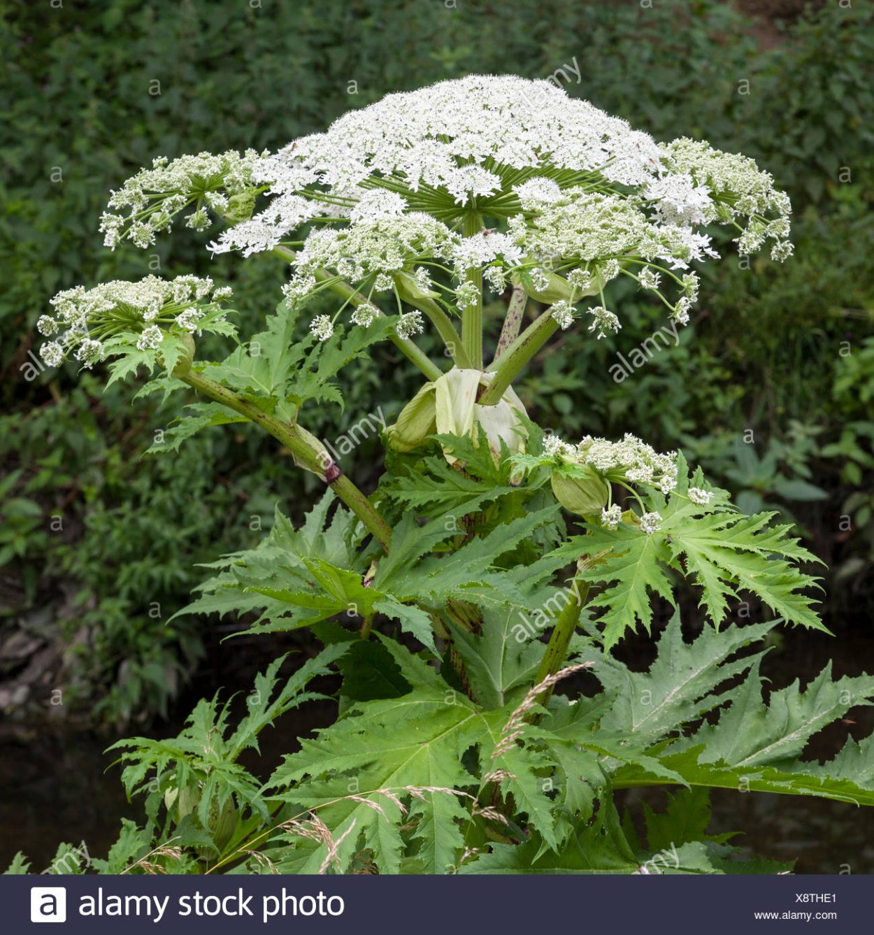 Гигантский борщевик Сосновского