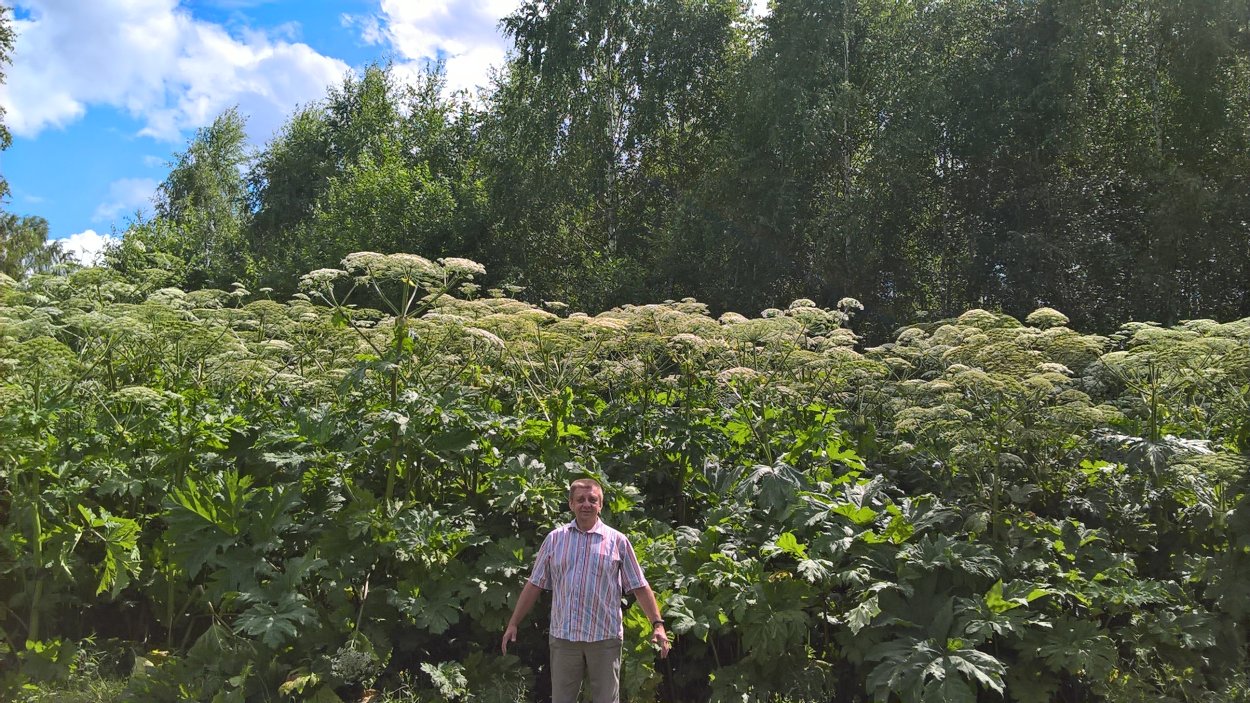 Борщевик Сибирский листья