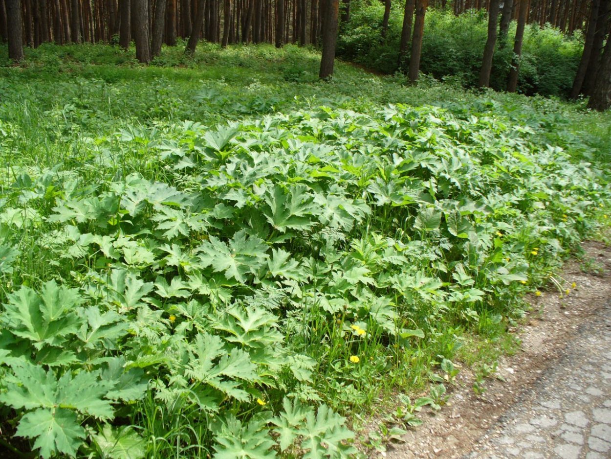 Борщевик Мантегацци