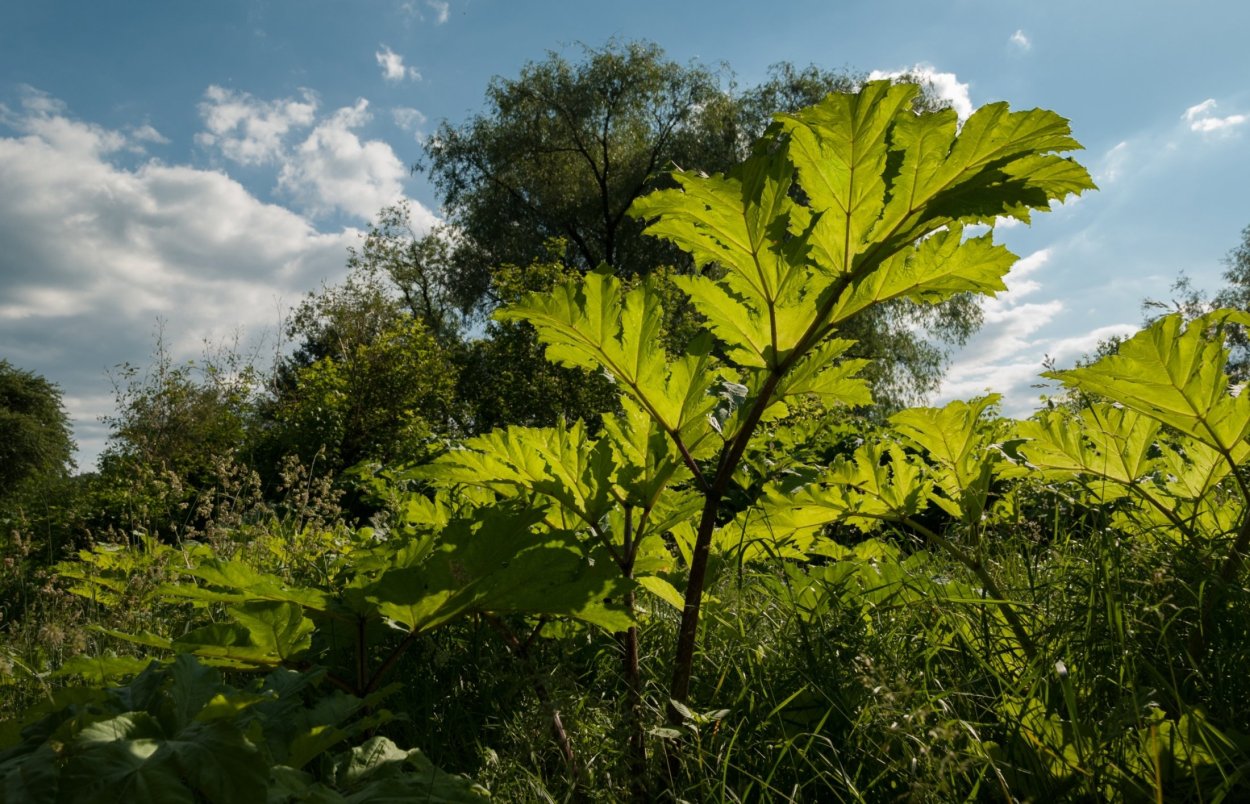 Борщевик форма листа