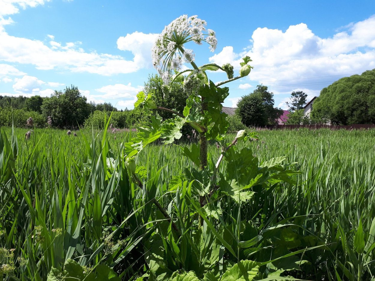 Пиканы Уральские