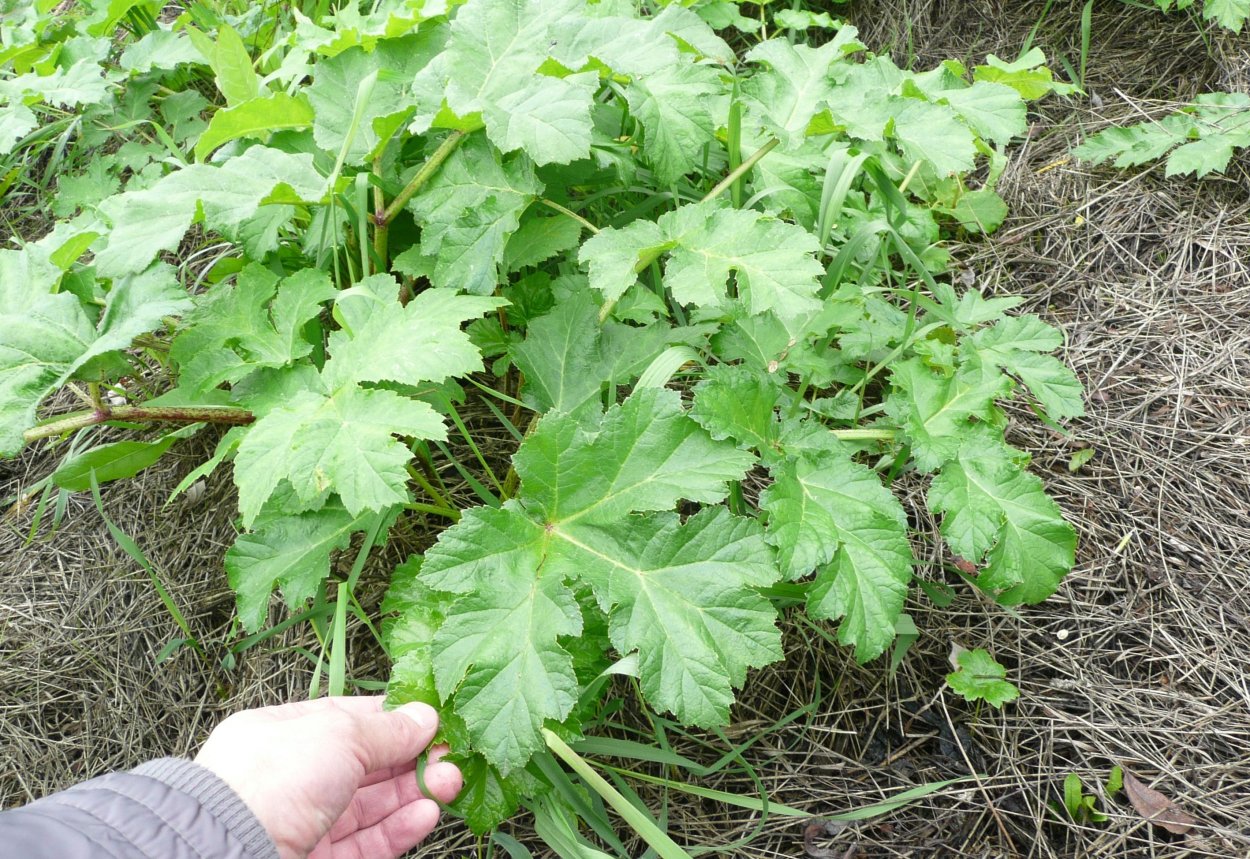 Борщевик Сосновского и борщевик Мантегацци