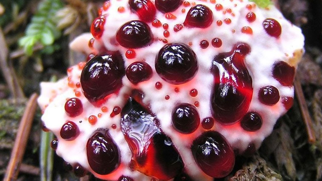 Самые красивые грибы в мире