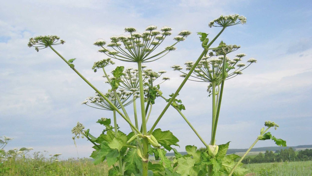 Борщевик растение