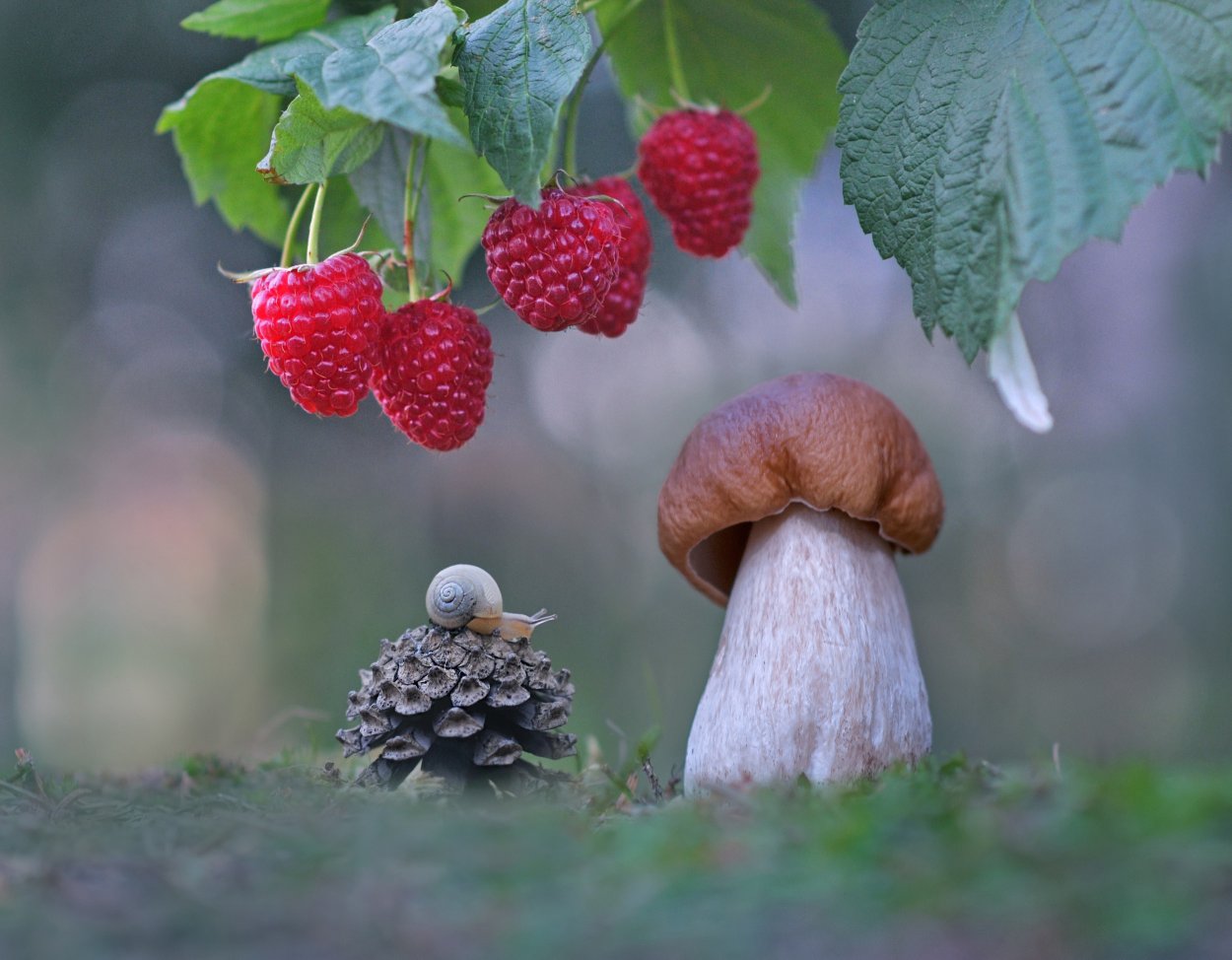 Грибы в малинник
