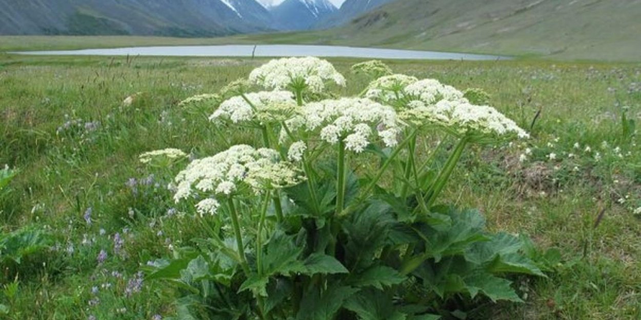 Борщевик Сосновского маленький