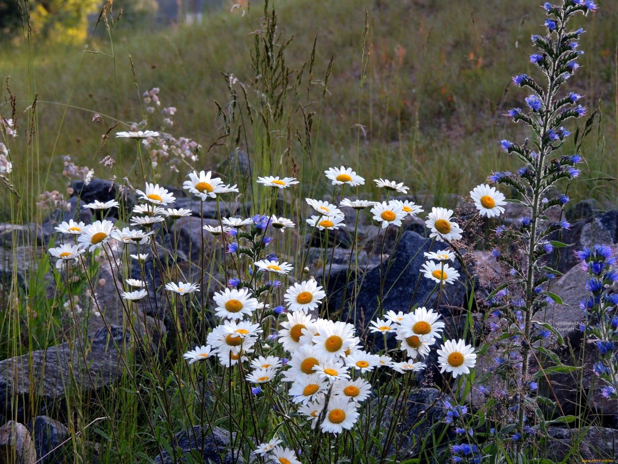 Ромашки и разнотравье