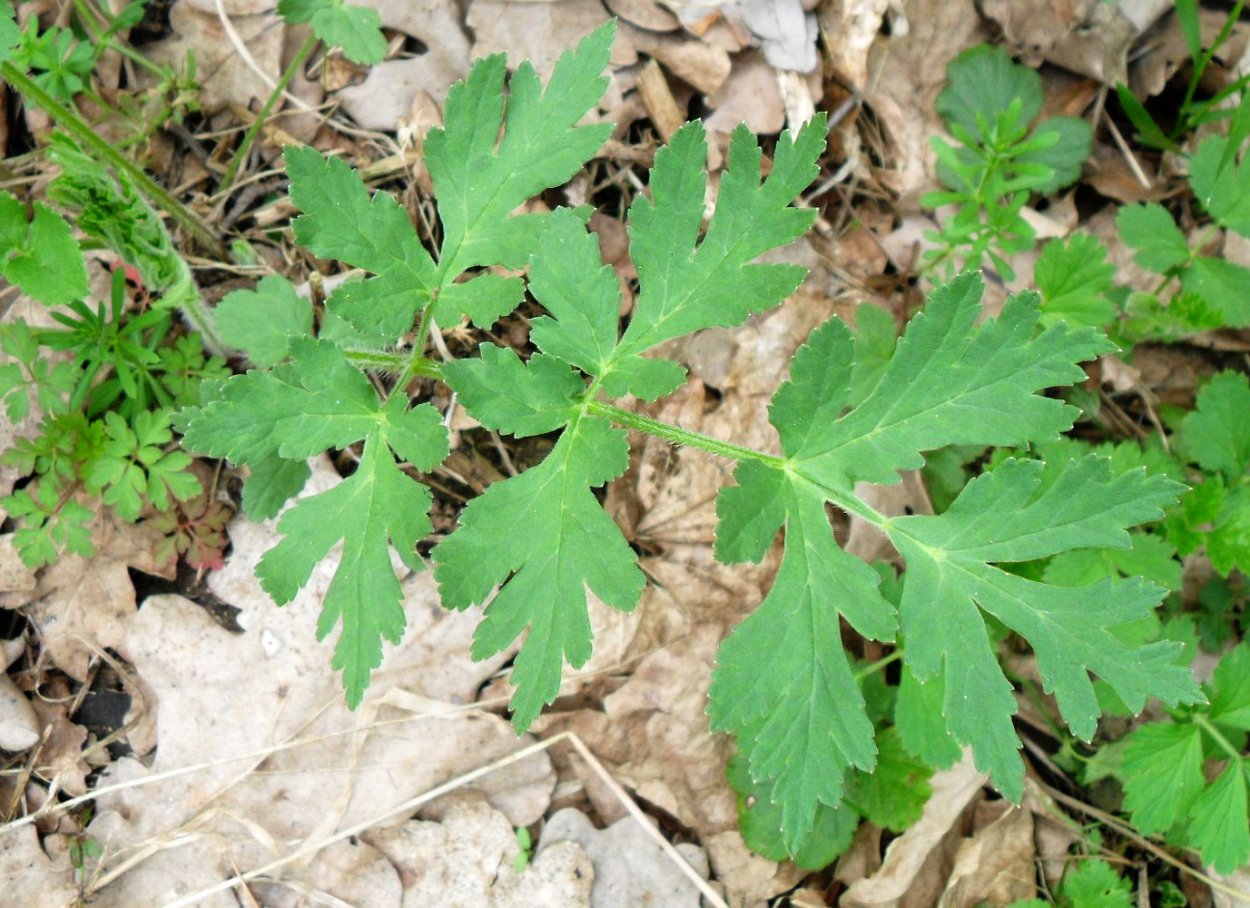 Борщевик Мантегацци