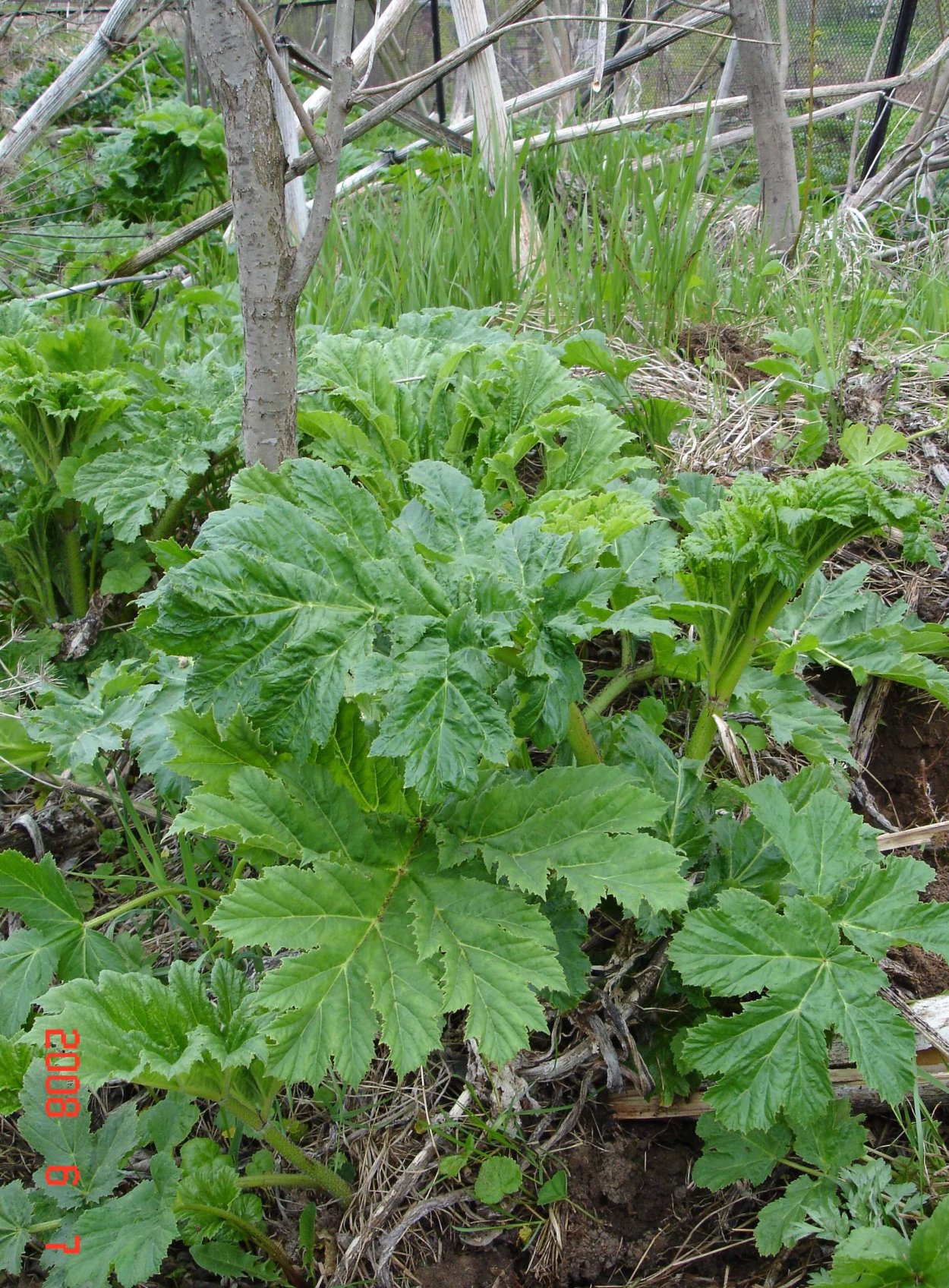 Борщевик Сосновского Росток