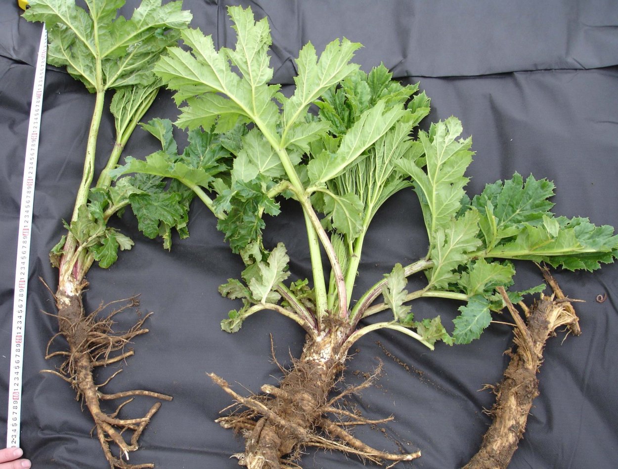 Борщевик Сосновский