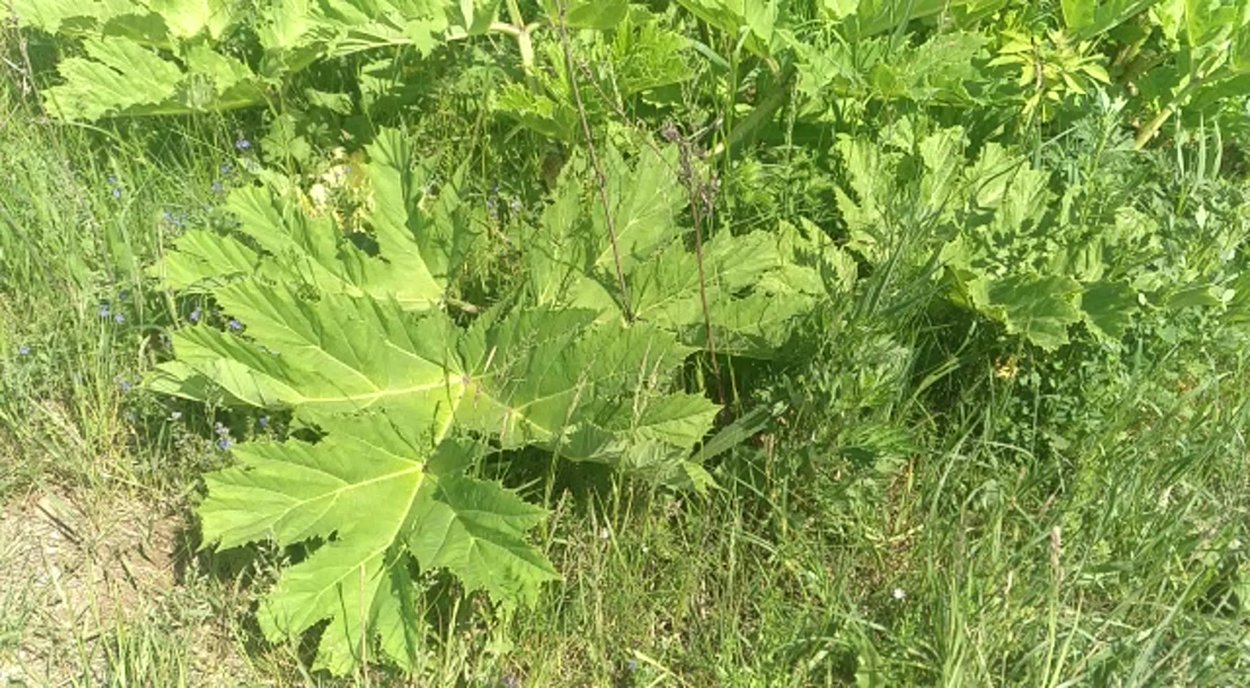 Борщевик Сосновского листья