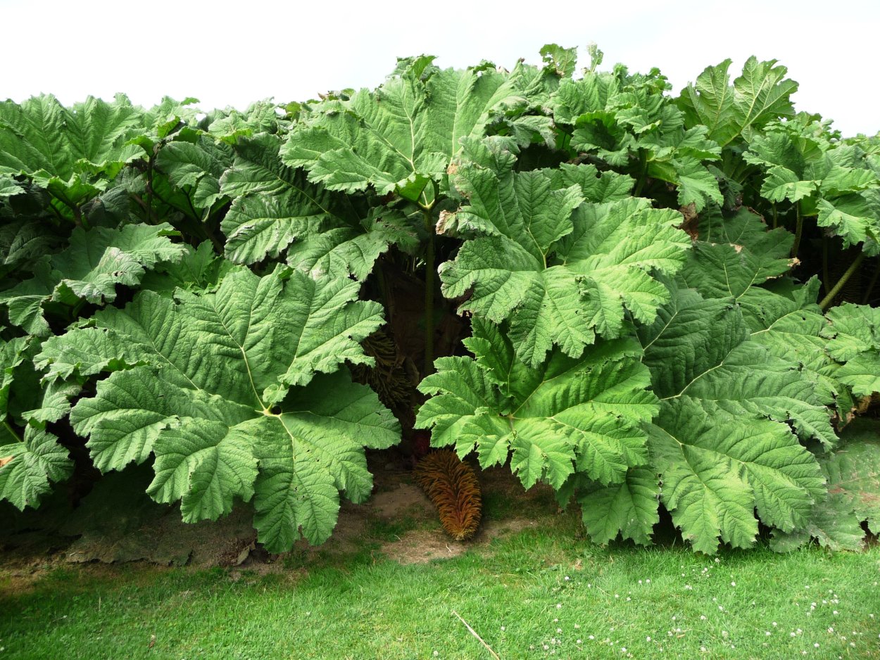 Борщевик Сосновский листья