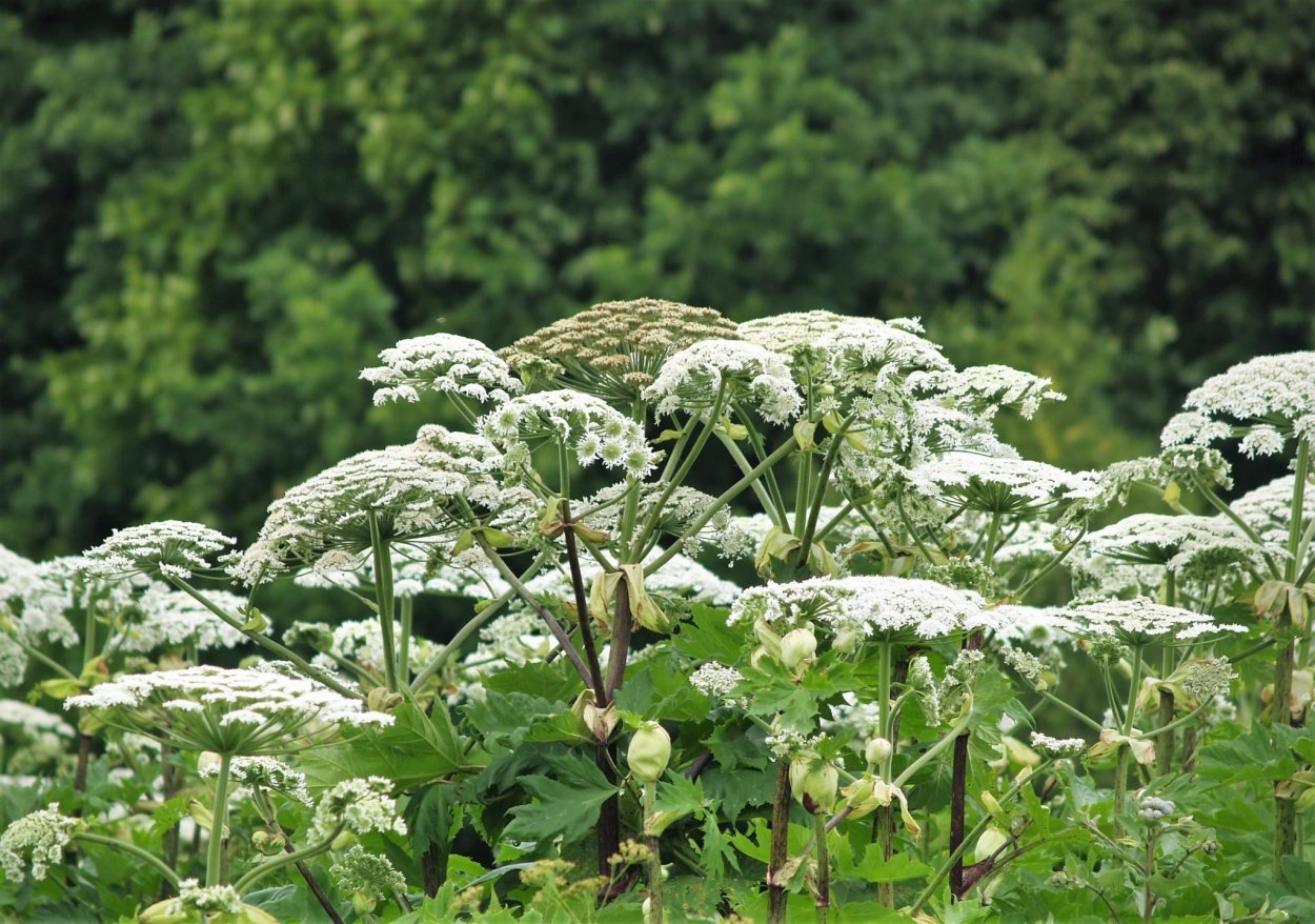 Борщевик Сосновского