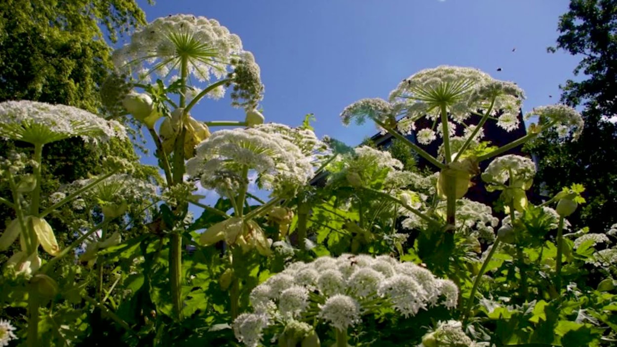 Борщевик ядовитое растение