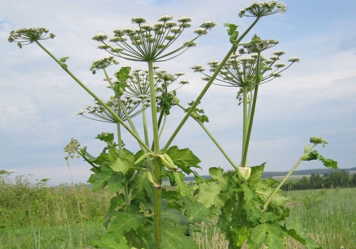Борщевик Мантегацци листья